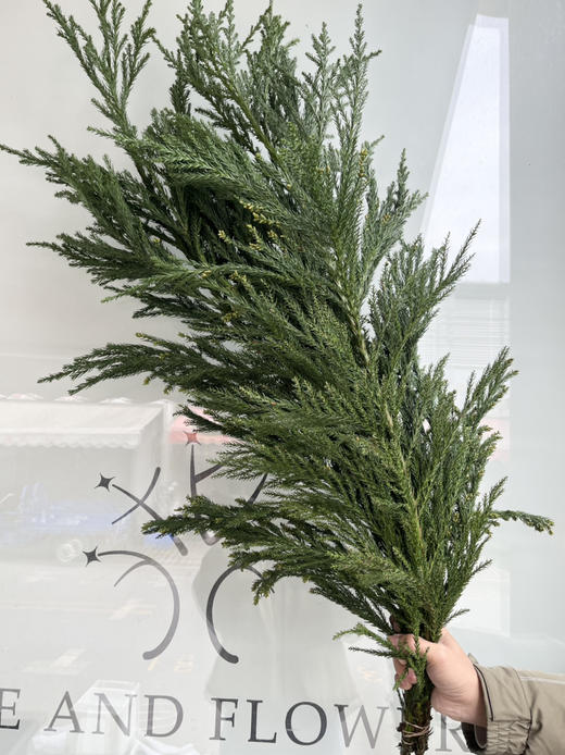 国产花材-【天竺少女】 商品图2