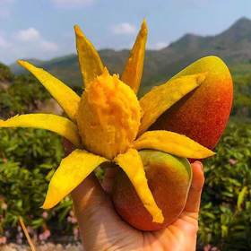挂树上的彩虹！海南贵妃芒 皮薄肉厚 果香超浓郁