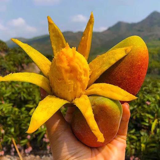 挂树上的彩虹！海南贵妃芒 皮薄肉厚 果香超浓郁 商品图0