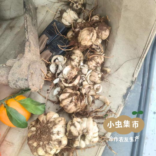 粤北瑶山新鲜野百合（龙牙百合）1斤/3斤 | 合作农友生产，来自广东连南瑶族自治县，生产者：张运东 *【公平贸易农人定价】 商品图13