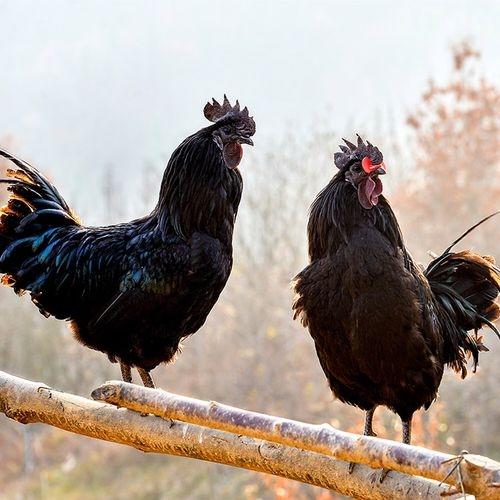 现杀乌鸡45元1只2.5-3斤，明天到 商品图3