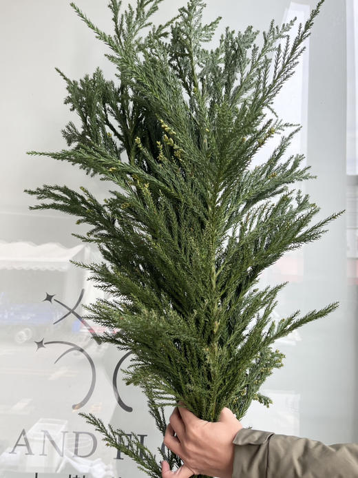 国产花材-【天竺少女】 商品图1