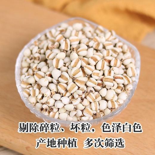 豫粮优选·五谷粮品大薏米500g  光洁饱满 碎粒少 口感柔软 商品图2