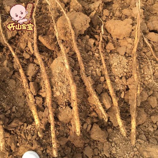 ❤怀山宝宝～正宗温县垆土地铁棍山药 怀山宝宝垆土地铁棍山药  商品图0