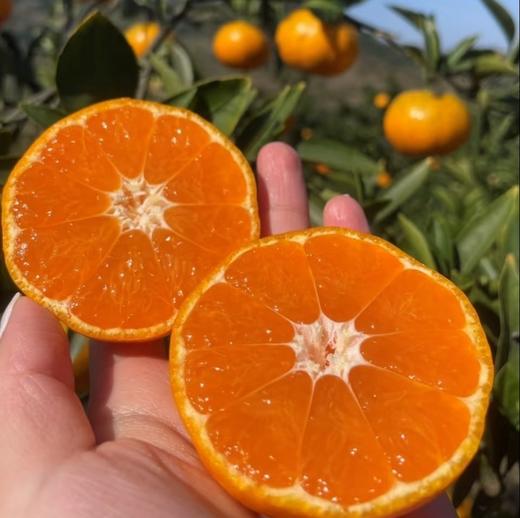 【涌泉蜜橘】超级推荐！巨好吃，皮薄易剥,无核无渣，一口爆汁，果肉细腻化渣，生态种植不催熟不打药，甜度在15度以上才发货，实打实的甜蜜爆汁。 商品图0