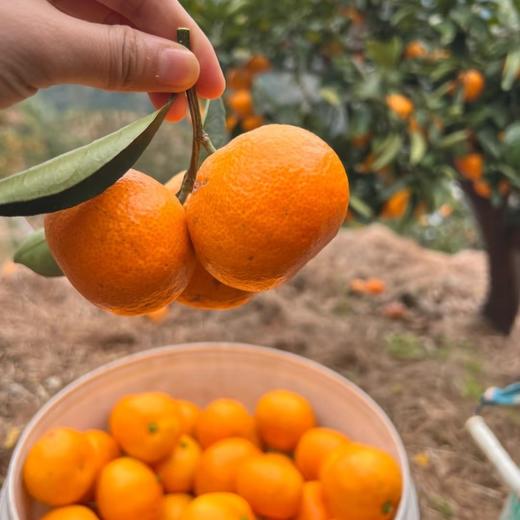 【涌泉蜜橘】超级推荐！巨好吃，皮薄易剥,无核无渣，一口爆汁，果肉细腻化渣，生态种植不催熟不打药，甜度在15度以上才发货，实打实的甜蜜爆汁。 商品图2