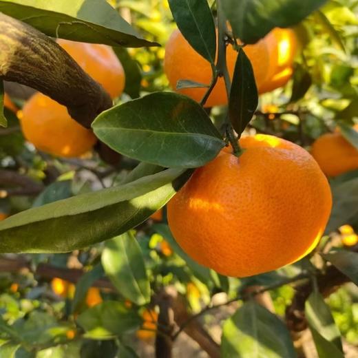 【涌泉蜜橘】超级推荐！巨好吃，皮薄易剥,无核无渣，一口爆汁，果肉细腻化渣，生态种植不催熟不打药，甜度在15度以上才发货，实打实的甜蜜爆汁。 商品图3