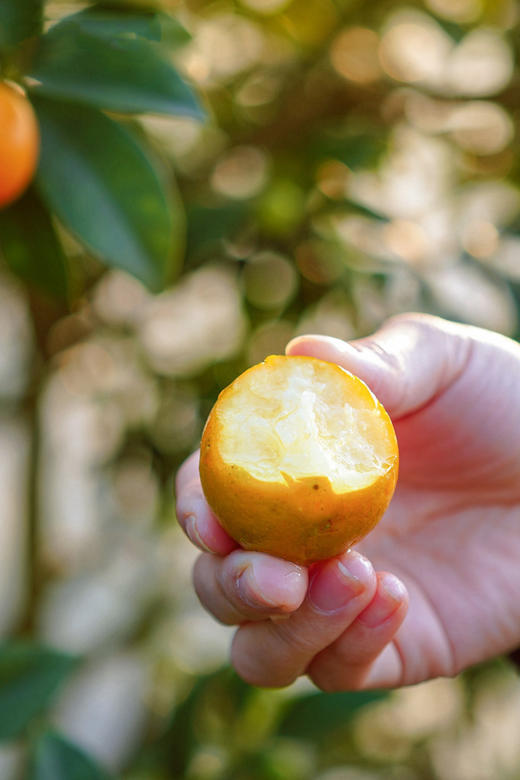 🤩 【融安滑皮金桔】央视新闻点赞提名 ，一种让你一口就爱上的水果，带皮吃，皮脆多汁，甜脆爽口🤩 ✅ 国家地标水果，不打农药不催熟【绿色认证】 商品图7