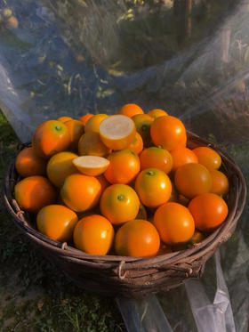 🤩 【融安滑皮金桔】央视新闻点赞提名 ，一种让你一口就爱上的水果，带皮吃，皮脆多汁，甜脆爽口🤩 ✅ 国家地标水果，不打农药不催熟【绿色认证】