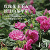 【昀蓉时光·平阴玫瑰花冠王】（重瓣玫瑰花）只选头期玫瑰 大朵浓郁 ·直径≥3cm的黄金花冠·芬芳扑鼻 ·花香满溢·拒绝熏硫 无添加 60g/瓶 商品缩略图4