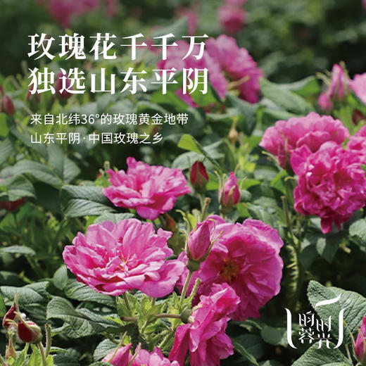 【昀蓉时光·平阴玫瑰花冠王】（重瓣玫瑰花）只选头期玫瑰 大朵浓郁 ·直径≥3cm的黄金花冠·芬芳扑鼻 ·花香满溢·拒绝熏硫 无添加 60g/瓶 商品图4