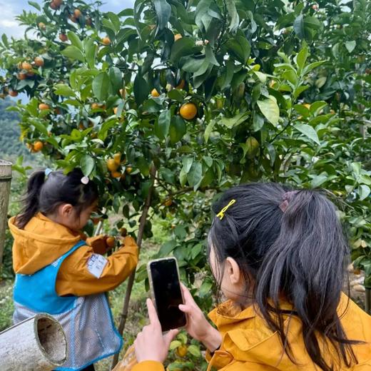 12月27日 从化·冬日野趣一日营丨挖冬笋、亲手做窑鸡、摘砂糖桔，感受冬日野趣！ 商品图1