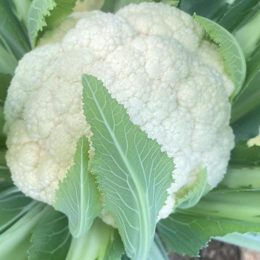 鸿翠园 有机花菜 商品图0