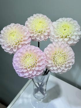 大丽花绿野仙踪5支