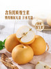 MM 山姆 山东甘露梨 3kg 商品缩略图5
