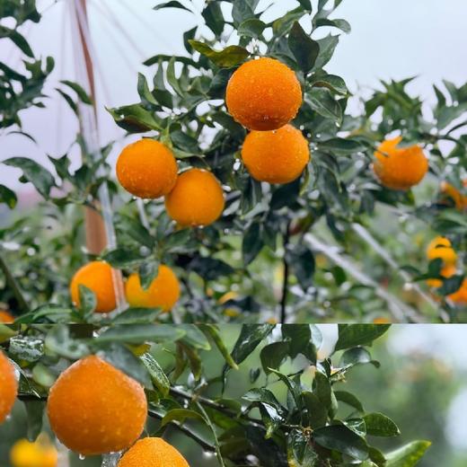 精笃 川津1号 商品图1