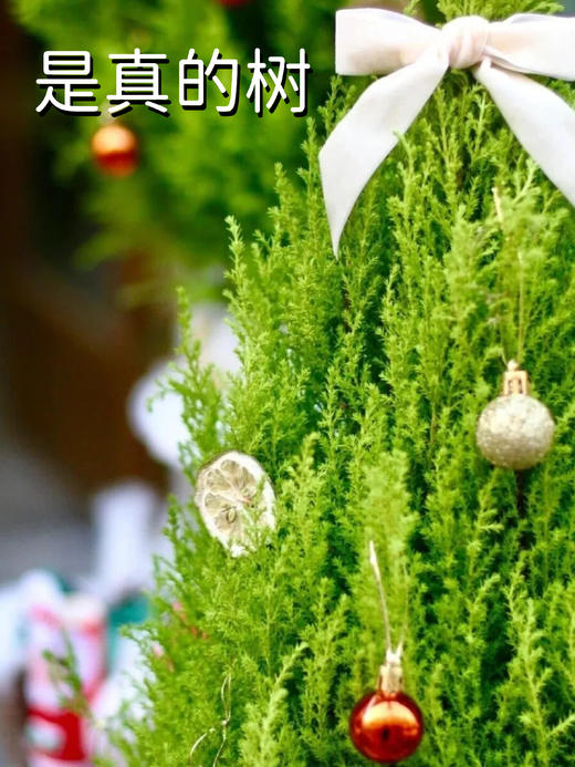 【香松圣诞树套装】这棵“真的”圣诞树，偏要把一次性的节日变成年年岁岁的陪伴～-GRUP 商品图8