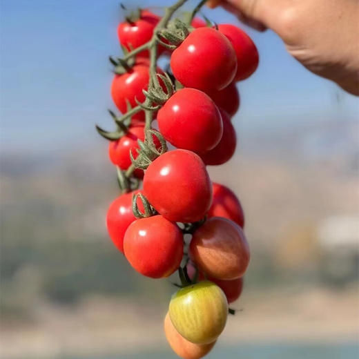 攀枝花露天甜贝贝水果小番茄 净重3-5斤 新鲜采摘 商品图1