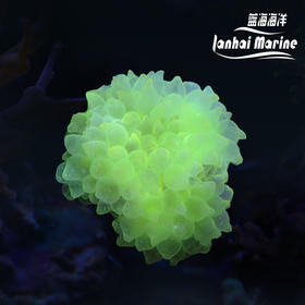 黄奶嘴葵