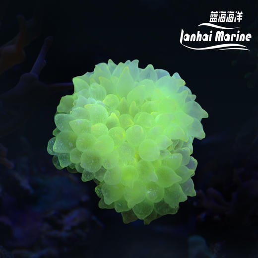 黄奶嘴葵 商品图0