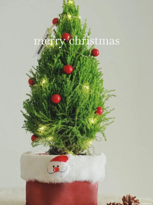 【香松圣诞树套装】这棵“真的”圣诞树，偏要把一次性的节日变成年年岁岁的陪伴～-GRUP 商品图4