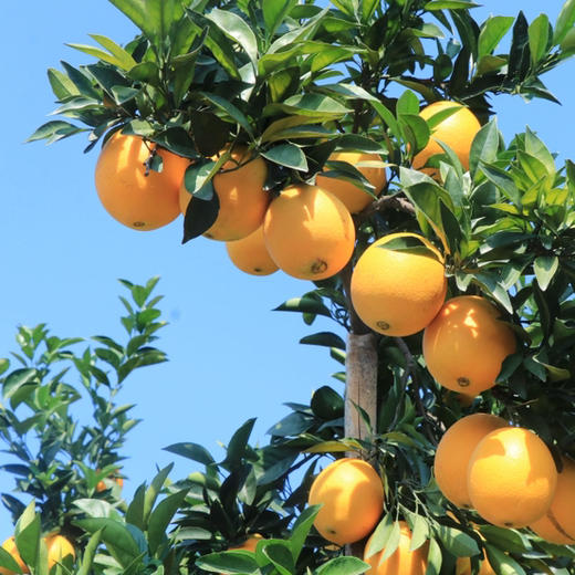 【限量秒杀】正宗赣南脐橙高山果老树脐橙 10斤/20斤装 玲珑果（带箱）德邦快递  2025年赣南脐橙协会地标证明千万级绿萌机器选果非人工盲选（因为看不到果肉里面的品质和糖酸度比） 商品图3