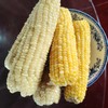 24年粘玉米 商品缩略图1