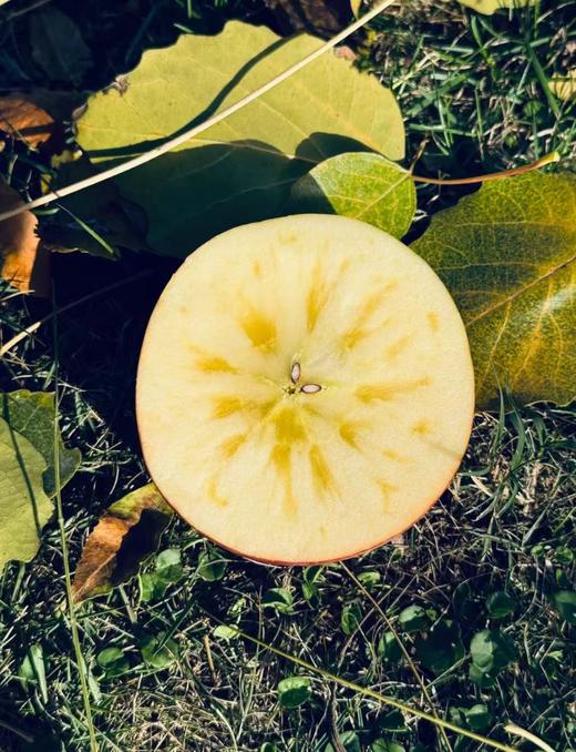 新疆阿克苏红旗坡农场冰糖心苹果皇后10斤（特级） 商品图5