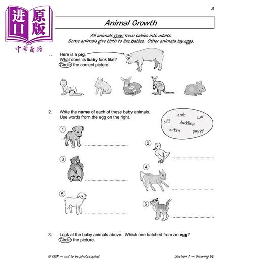 【中商原版】英国原版CGP 小学二年级 科学练习册5册 KS1 Year 2 Science Workout Discover & Learn Study & Activity Book 商品图2