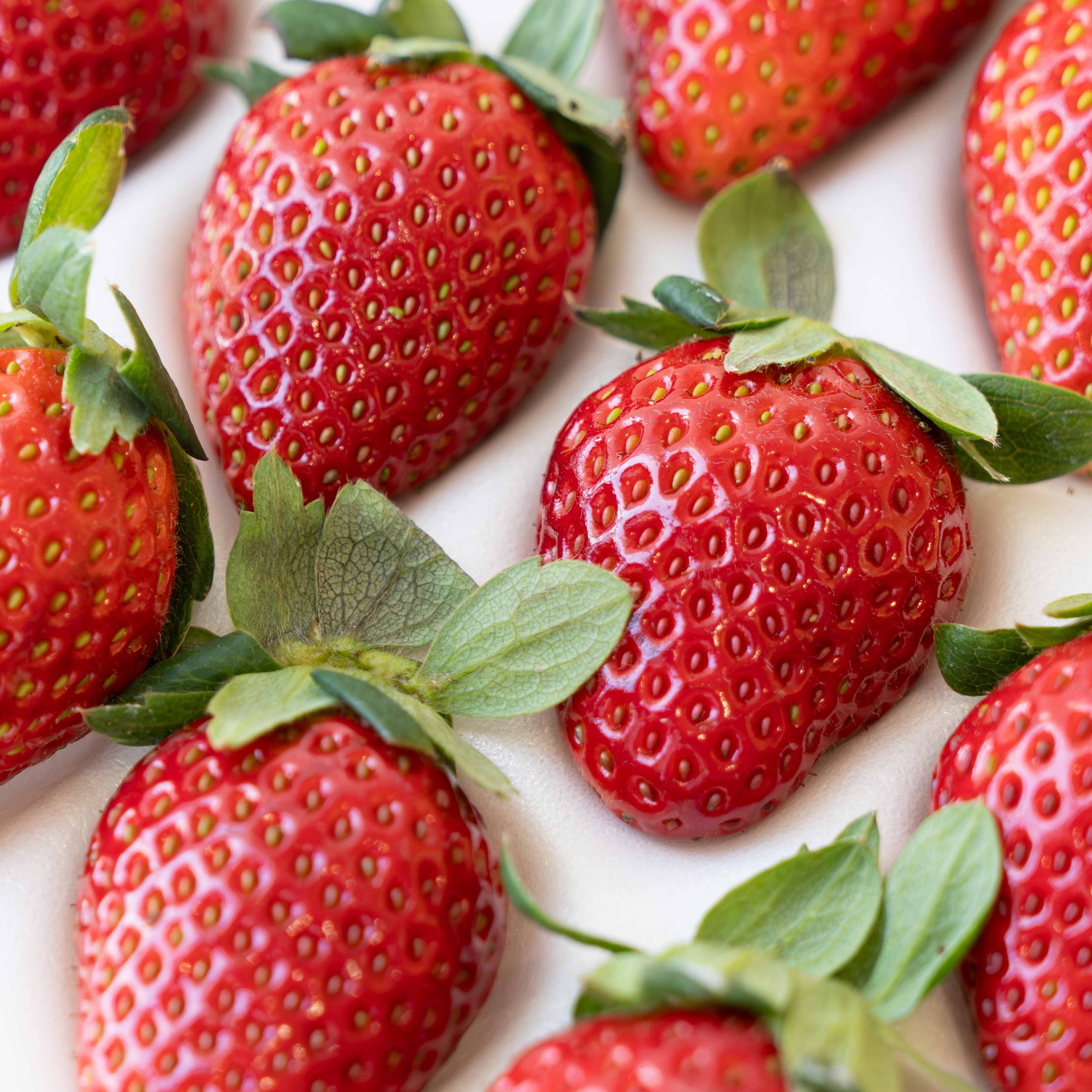 【斌哥优选】妙香7号草莓。个头不大，味道浓郁，九甜一酸，硬度高方便运输。草莓季来了，快快掉进草莓的温柔陷阱。