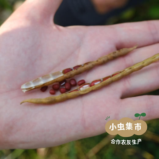 生态赤小豆 500g/袋 | 合作农友生产，来自贵州黎平洋洞村，生产者:杨邦荣 &【公平贸易农人定价】 商品图3