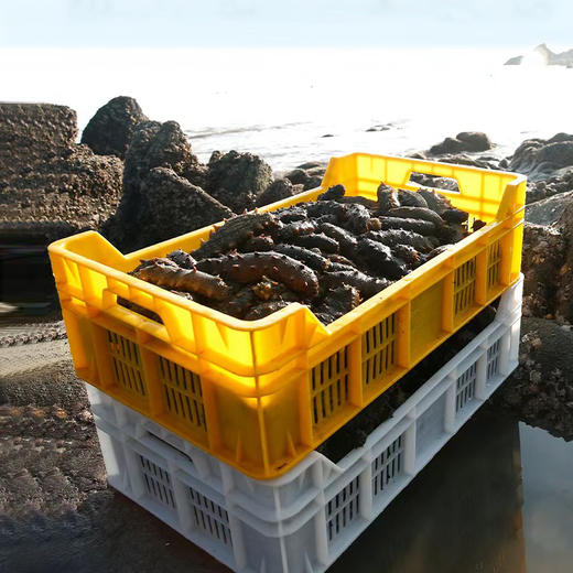 【滋补首选·大连8A鲜食辽参王】大连原产 8-10年海参 100斤出1斤 鲜食工艺 源头工厂 独立包装五折破价、史无前例(单斤到手299块8!) 商品图6