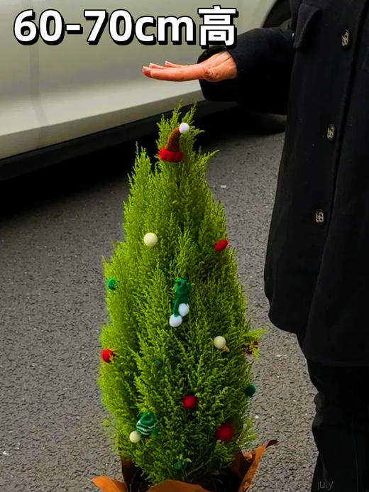 【香松圣诞树套装】这棵“真的”圣诞树，偏要把一次性的节日变成年年岁岁的陪伴～-GRUP 商品图5