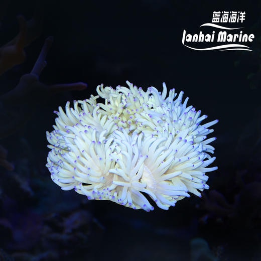 白紫点葵 商品图0