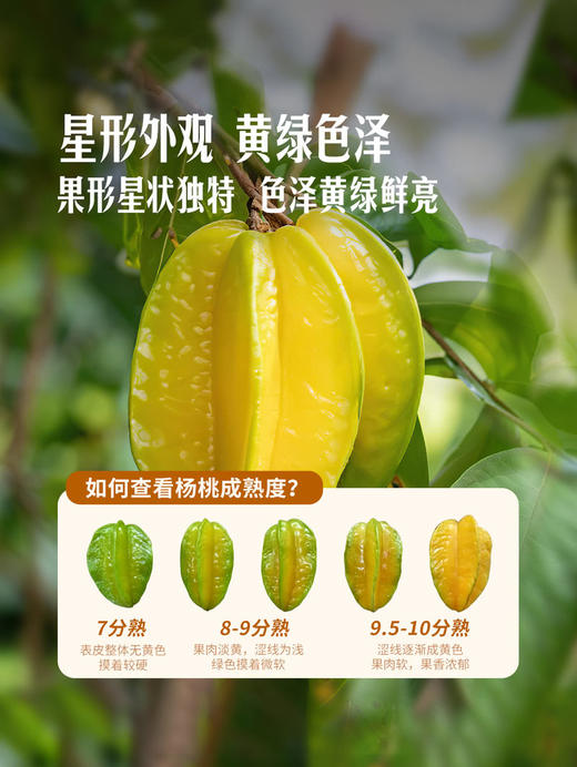 MM 山姆 杨桃 2kg 商品图4