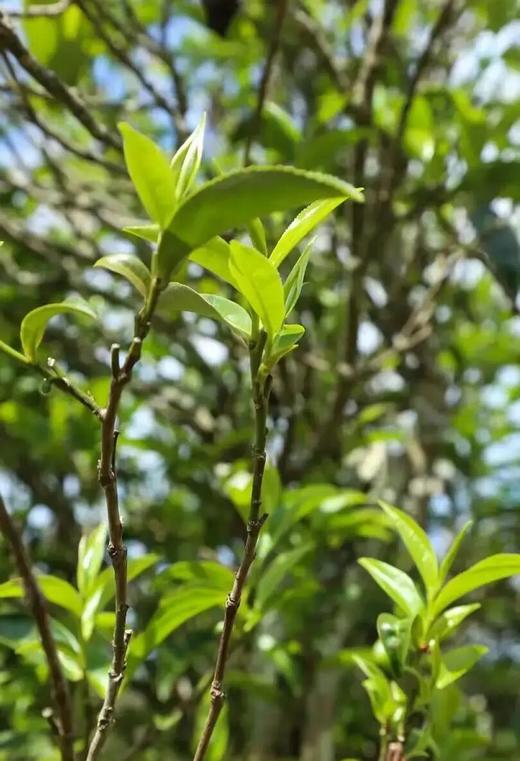 11月22日中午12点【藤条王】封山六年！首次开山采摘！缅甸1800年的藤条王古树！比孔子还要老的古树，357克/饼仅有30饼可分享 商品图4