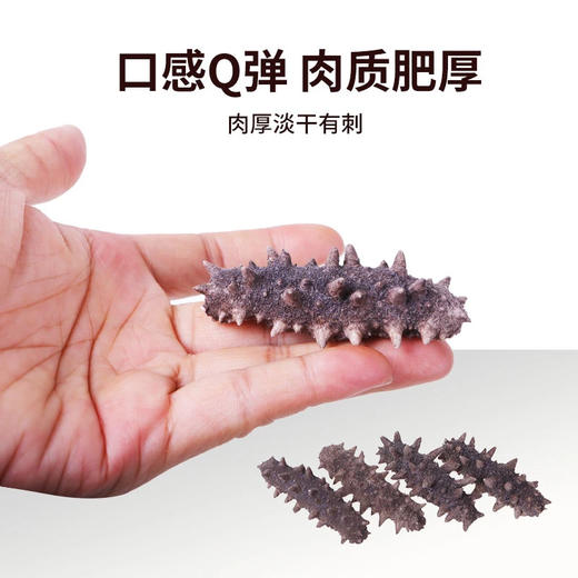 【新春限定·大连国标特级速发海参礼盒】营养、品质、数量、包装“四大升级”免蒸免煮 48小时速发！ 含盐量≦2%，蛋白质含量≧70% 100根送20根（单根仅需12.5元！） 商品图4