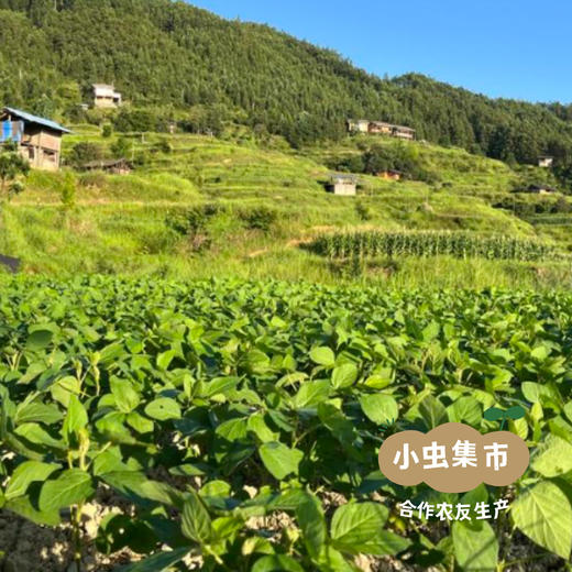 生态赤小豆 500g/袋 | 合作农友生产，来自贵州黎平洋洞村，生产者:杨邦荣 &【公平贸易农人定价】 商品图4