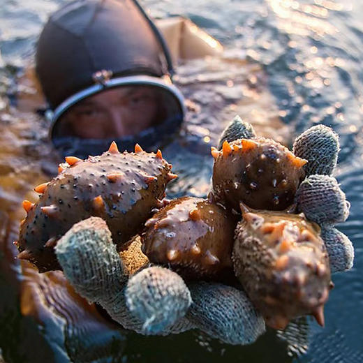 【滋补首选·大连8A鲜食辽参王】大连原产 8-10年海参 100斤出1斤 鲜食工艺 源头工厂 独立包装五折破价、史无前例(单斤到手299块8!) 商品图4