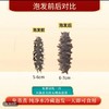 【新春限定·大连国标特级速发海参礼盒】营养、品质、数量、包装“四大升级”免蒸免煮 48小时速发！ 含盐量≦2%，蛋白质含量≧70% 100根送20根（单根仅需12.5元！） 商品缩略图3