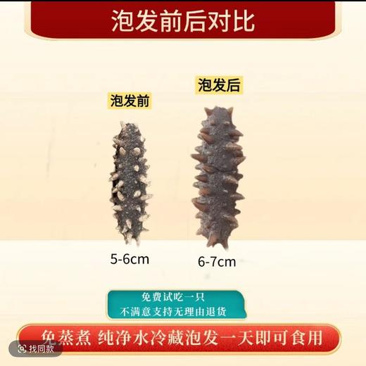 【新春限定·大连国标特级速发海参礼盒】营养、品质、数量、包装“四大升级”免蒸免煮 48小时速发！ 含盐量≦2%，蛋白质含量≧70% 100根送20根（单根仅需12.5元！） 商品图3