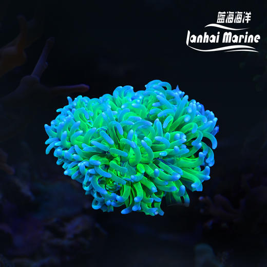 红肚葵 商品图8