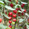 攀枝花露天甜贝贝水果小番茄 净重3-5斤 新鲜采摘 商品缩略图4