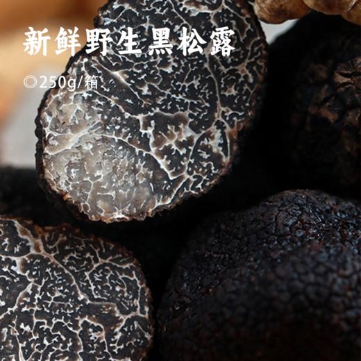 野生黑松露 | 天然顶级食材 一年仅此一季 高海拔有机生长 肉质细腻 香浓味醇  人工甄选无污染 商品图0