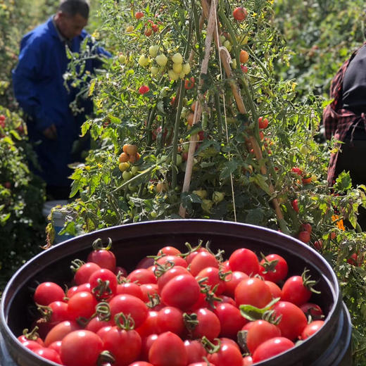 攀枝花露天甜贝贝水果小番茄 净重3-5斤 新鲜采摘 商品图3