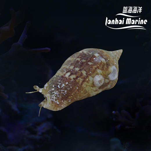 玉环凤凰螺 商品图0