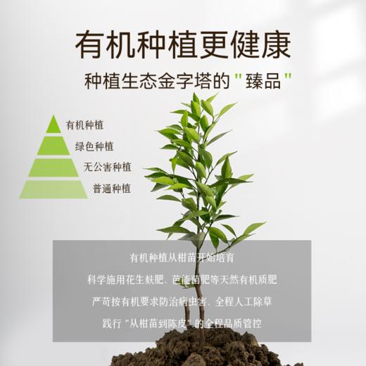 世纪茗家新会陈皮2023年珍藏装50克有机陈皮 商品图5