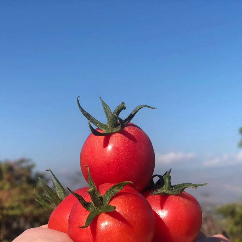 攀枝花露天甜贝贝水果小番茄 净重3-5斤 新鲜采摘