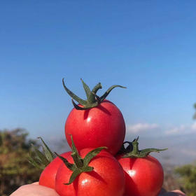 攀枝花露天甜贝贝水果小番茄 净重3-5斤 新鲜采摘