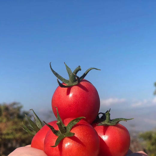 攀枝花露天甜贝贝水果小番茄 净重3-5斤 新鲜采摘 商品图0